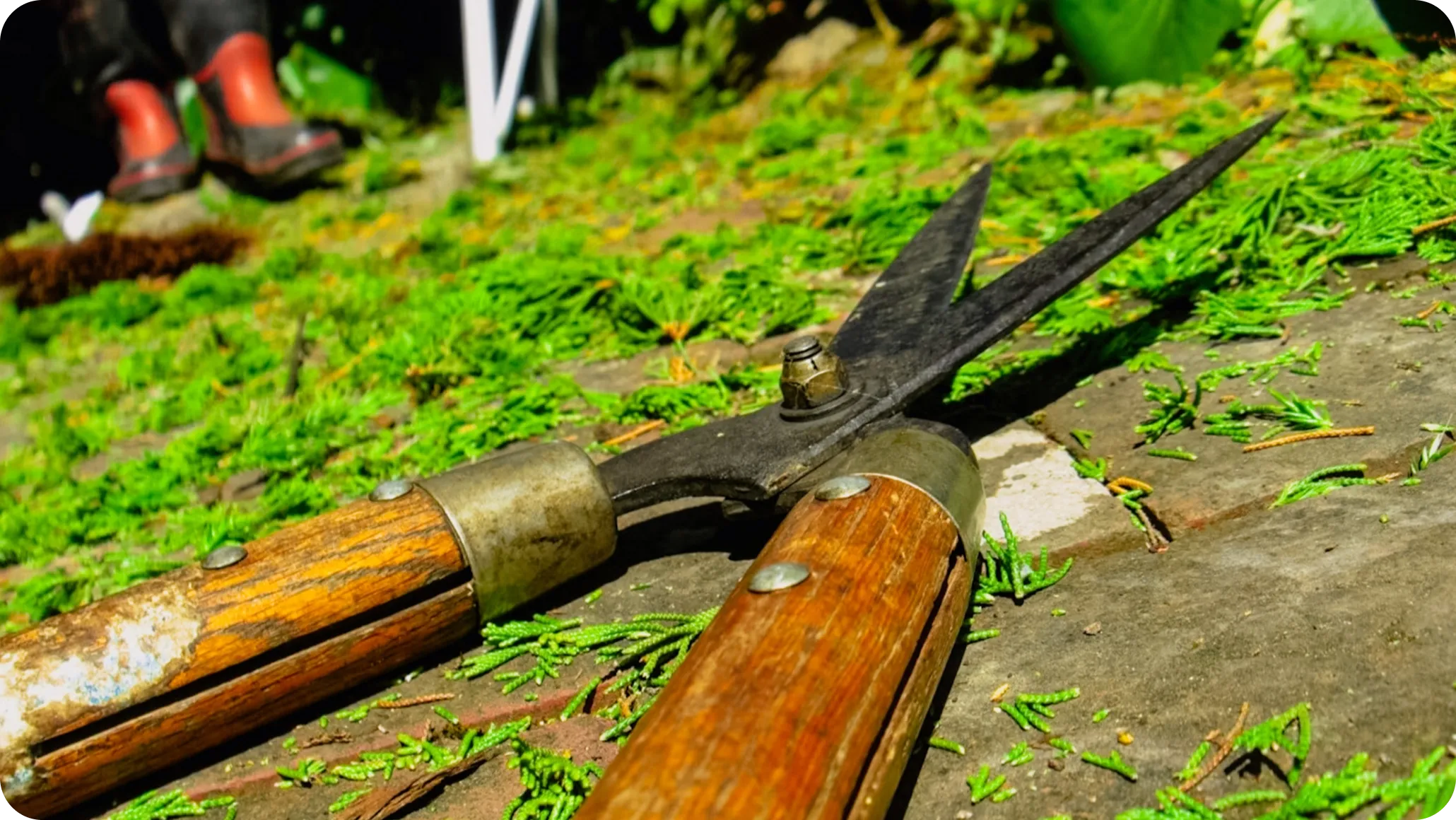 庭木1本から大型樹木まで